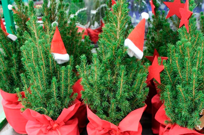 Как выбрать идеальную ёлку для вашего дома?