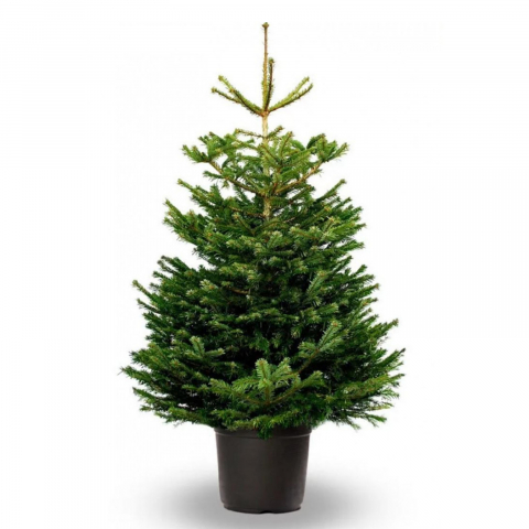 Ёлки в горшках