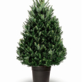 Пихта Фразера в горшке