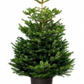 Пихта Нордмана в горшке