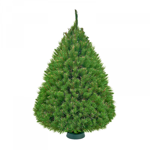 Канадская сосна