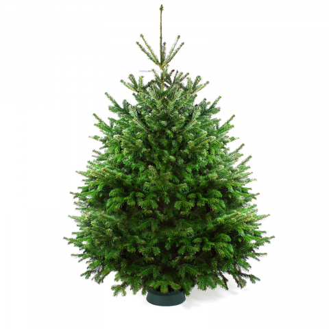 Пихта Нордмана