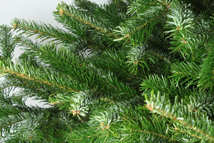 Датская ёлка 2,25-2,5 м