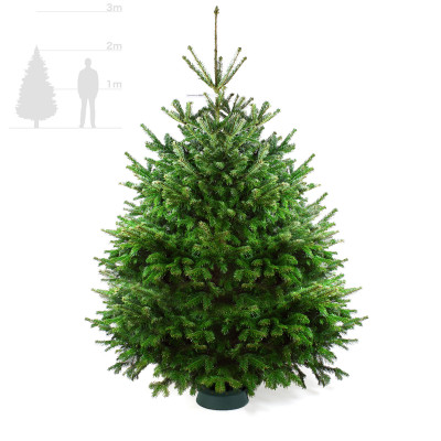 Пихта Нордмана 2-2,25 м