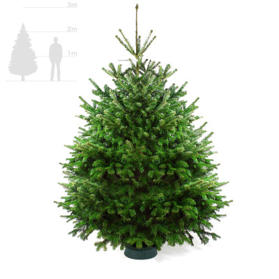 Пихта Нордмана 2,25-2,5 м