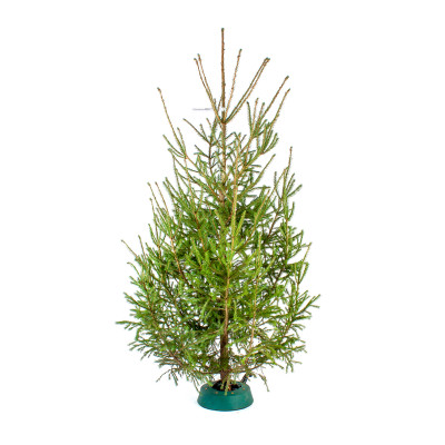 Русская ёлка 2,5-3 м