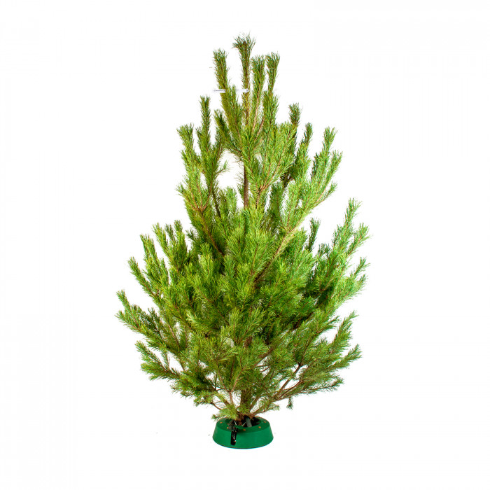 Русская сосна 0,75-1 м