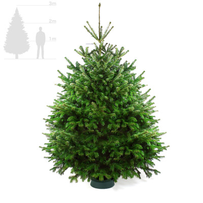 Пихта Нордмана 2,75-3 м