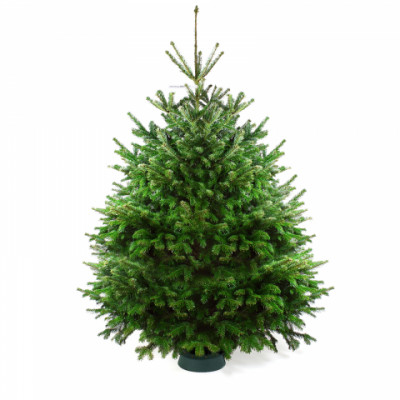 Пихта Нордмана 3-3,5 м