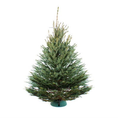 Голубая ель 2,5-2,75 м