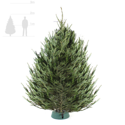 Пихта Фразера 1,75-2 м