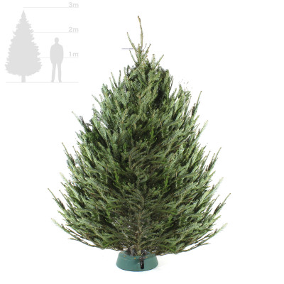 Пихта Фразера 2,75-3 м