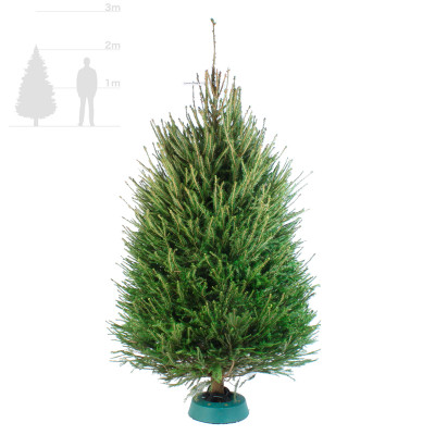 Европейская ёлка 2-2,25 м