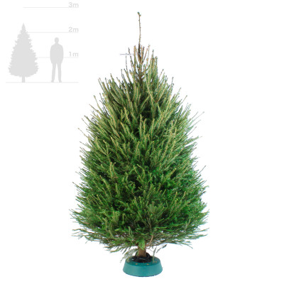 Европейская ёлка 2,25-2,5 м
