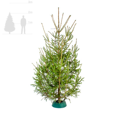 Русская ёлка 2-2,25 м