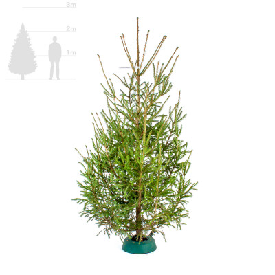 Русская ёлка 2,25-2,5 м