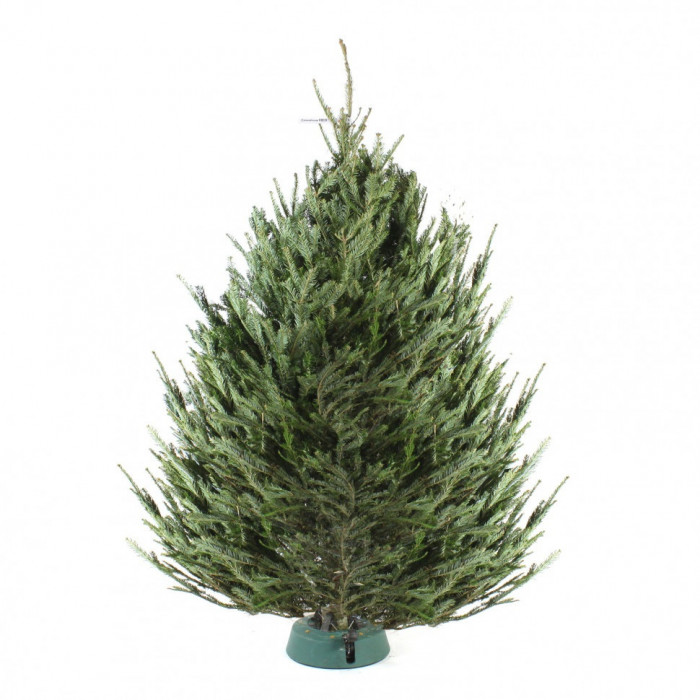 Пихта Фразера 5-5,5 м