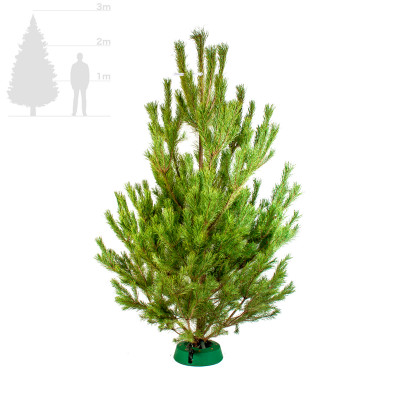 Русская сосна 2,5-3 м