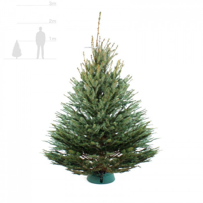 Голубая ель 1-1,25 м