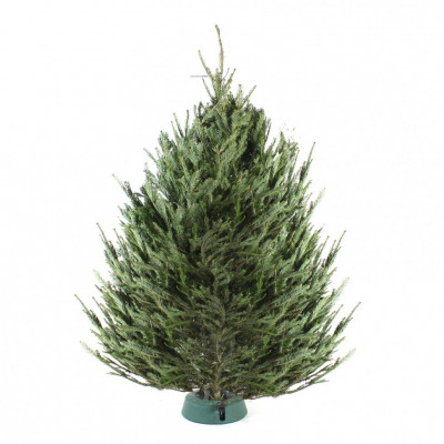 Пихта Фразера 7-7,5 м