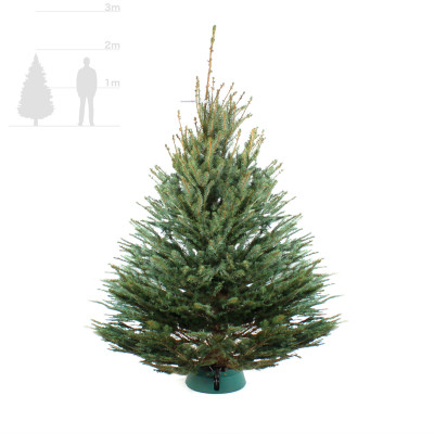 Голубая ель 1,75-2 м