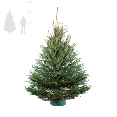 Голубая ель 2,25-2,5 м
