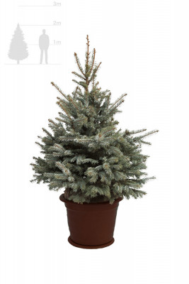 Голубая ёлка в горшке 2-2,25 м