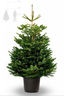 Датская ёлка в горшке 1,75-2 м