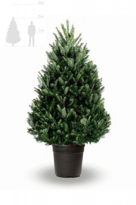 Пихта Фразера в горшке 2-2,25 м