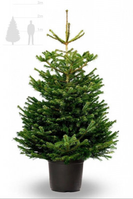 Пихта Нордмана в горшке 2-2,25 м
